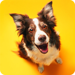 Породы собак. Викторина